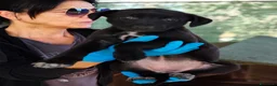 Meticcio cani in regalo: Cremina dolcissima cucciola cerca casa - Annuncio 1