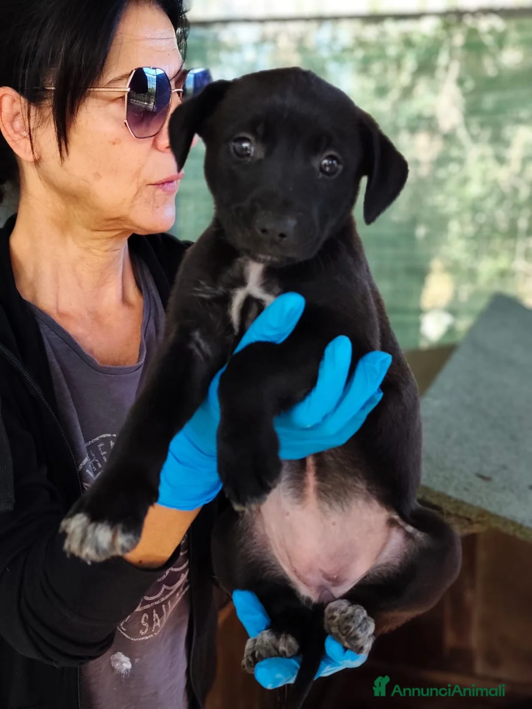 Meticcio cani in regalo: Cremina dolcissima cucciola cerca casa - Annuncio 1