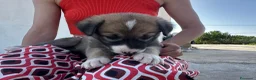 Meticcio cani in regalo: 3 bellissime cucciole cercano casa a Libero consorzio comunale di Ragusa - Annuncio 16