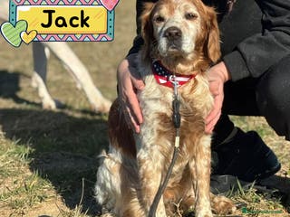 Breton cani JACK breton puro cerca casa - adozione del cuore - Annuncio 3