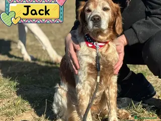 Breton cani JACK breton puro cerca casa - adozione del cuore - Annuncio 2