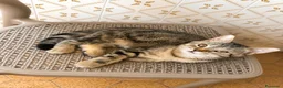 British gatti in vendita: Cuccioli British Shorthair – maschio e femmina - Annuncio 3