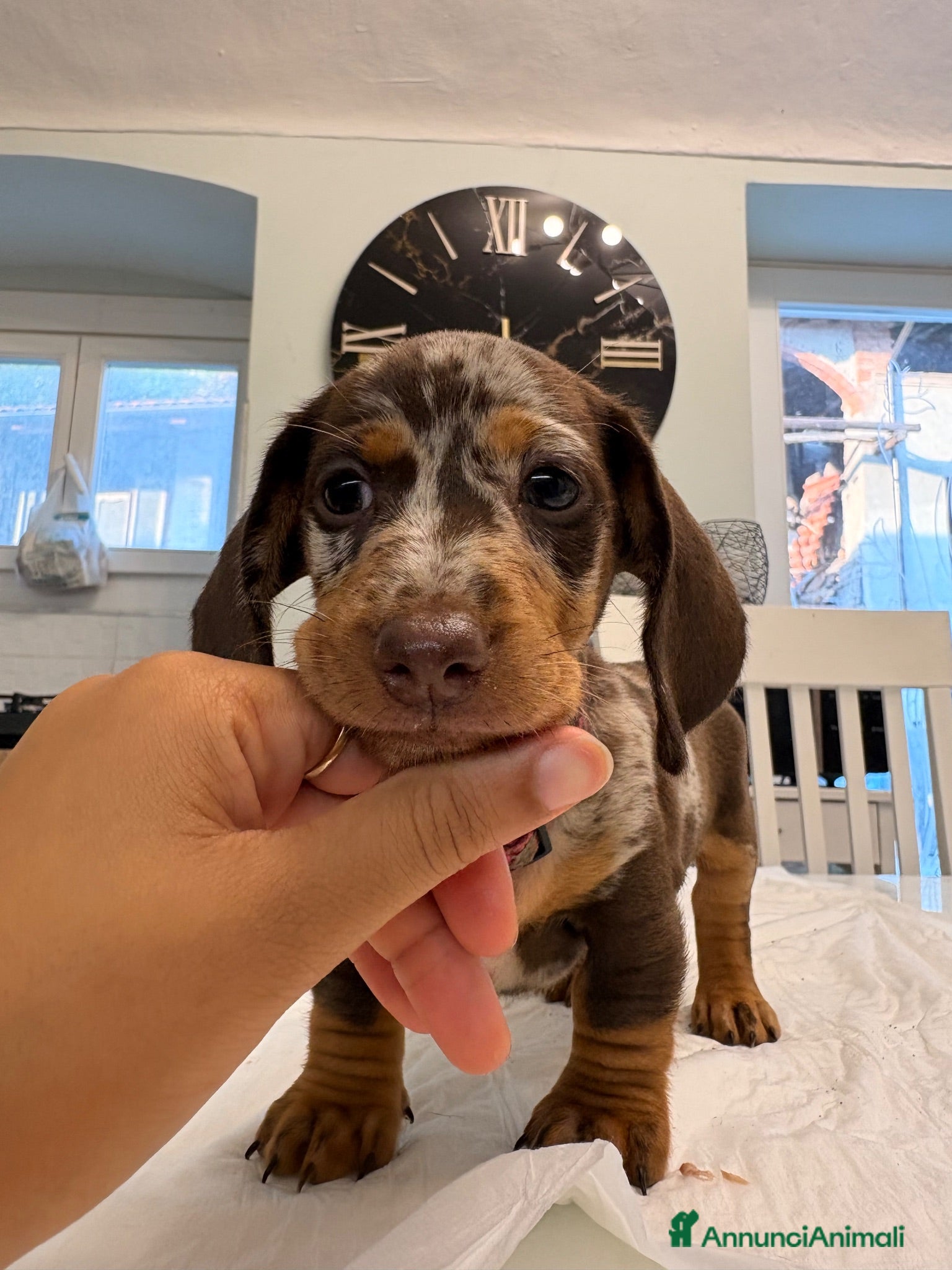 Bassotto Nano cani Cuccioli di bassotto a pelo corto Arlecchino  - Annuncio 1