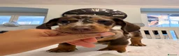 Bassotto Nano cani in vendita: Cuccioli di bassotto a pelo corto Arlecchino  - Annuncio 1