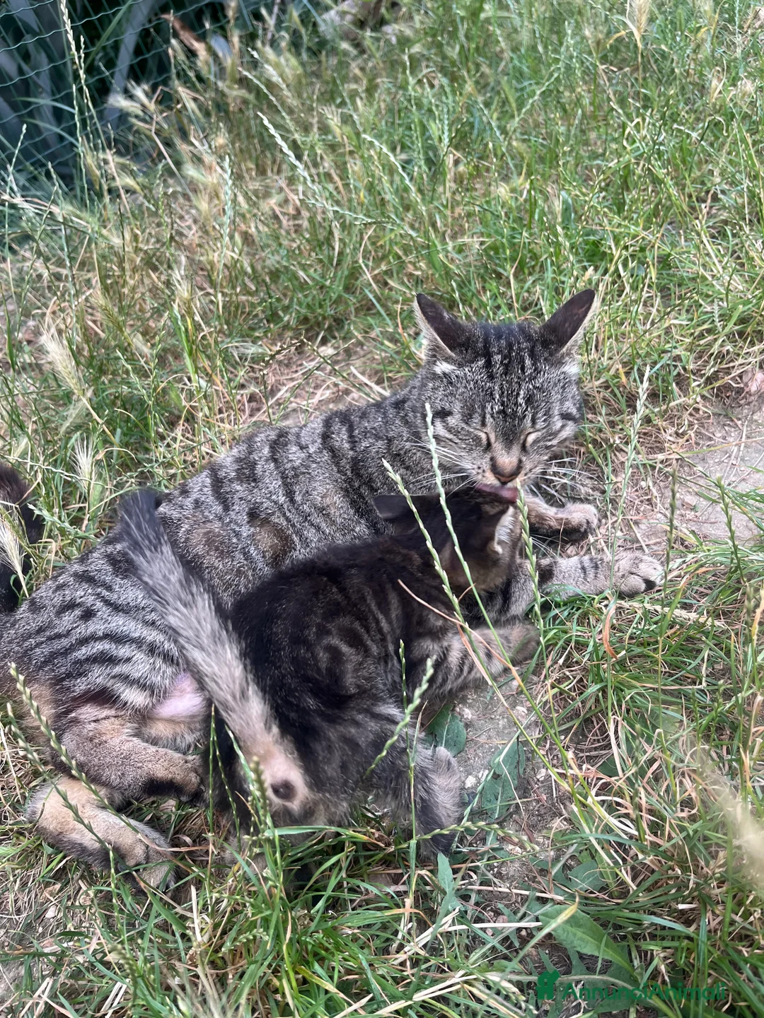 Meticcio gatti in regalo: Gattino tigrato - Annuncio 2