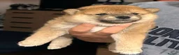 Shiba Inu cani in vendita: Vendensi cuccioli di Shiba Inu - Annuncio 8