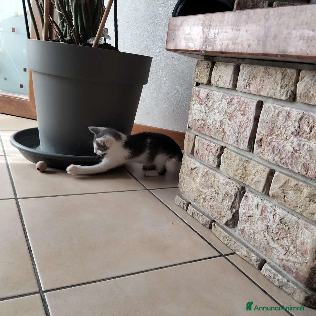 Altre razze gatti in regalo: Piccolo micetto di quasi due mesi cerca casa - Annuncio 6