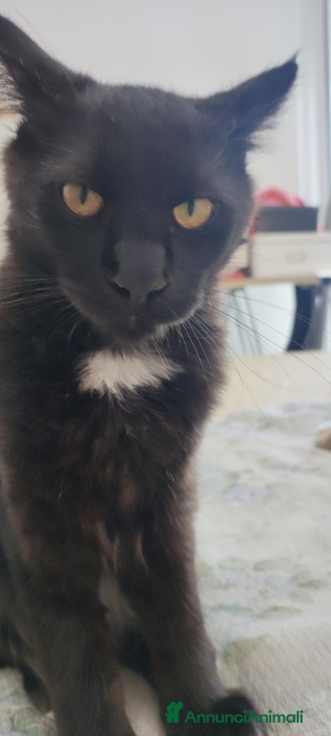 Maine Coon gatti in vendita: Maine coon - Annuncio 4