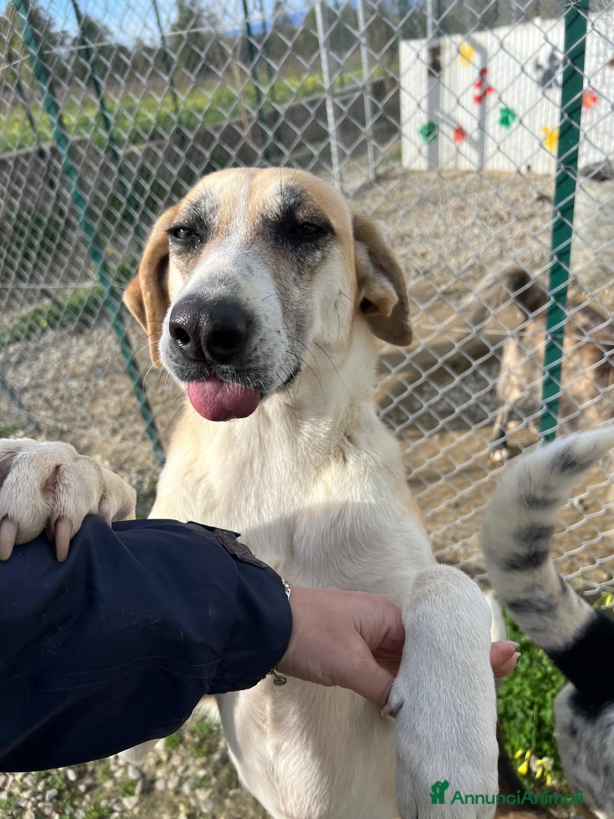 Meticcio cani Kelly - Annuncio 6