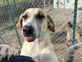 Meticcio cani Kelly - Annuncio 6