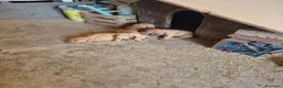 Segugio cani in vendita: Cucciolata Segugi italiani a Provincia di Asti - Annuncio 4