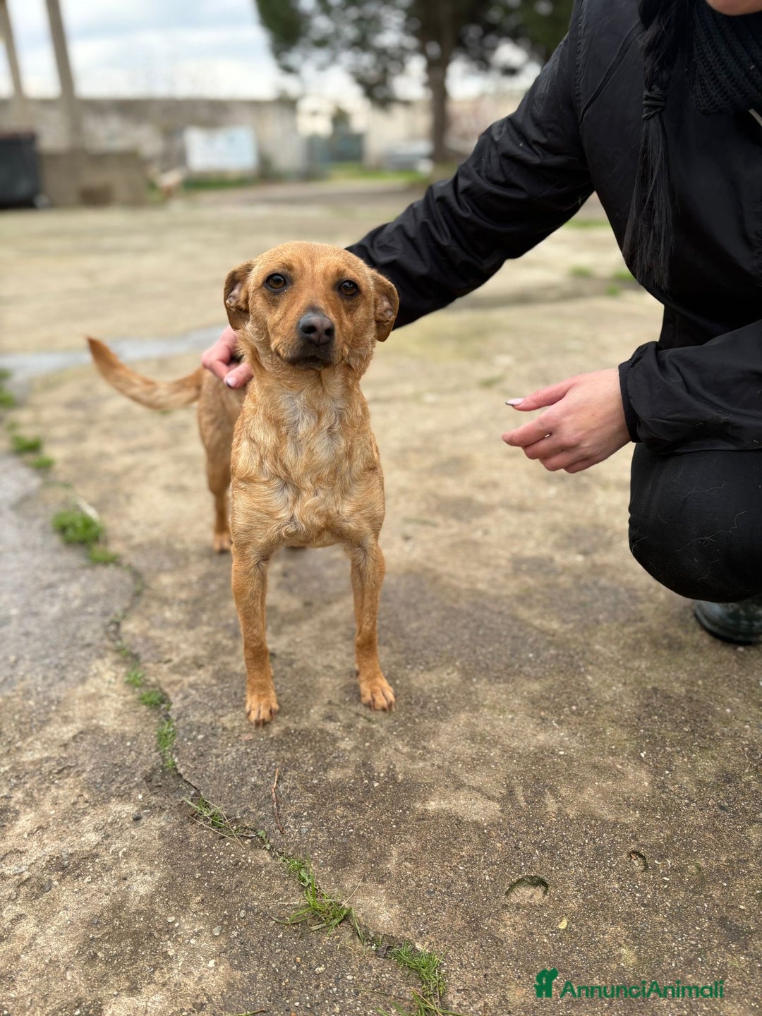 Meticcio cani in regalo: JASMINE 🩷-taglia piccola, cerca di nuovo casa - Annuncio 2