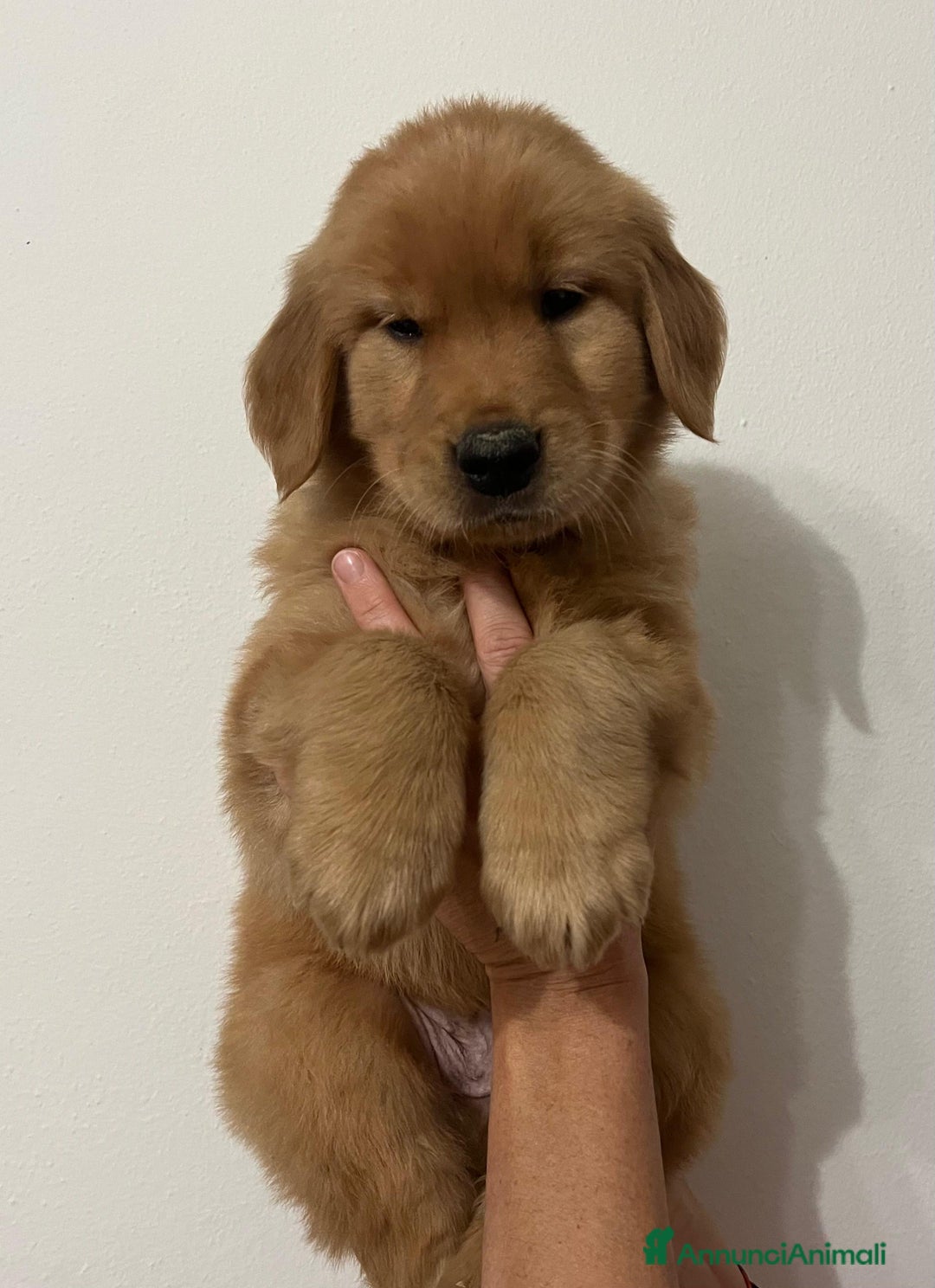 Golden Retriever cani in vendita: CUCCIOLO DI GOLDEN RETRIEVER 100% AMERICANO - Annuncio 2
