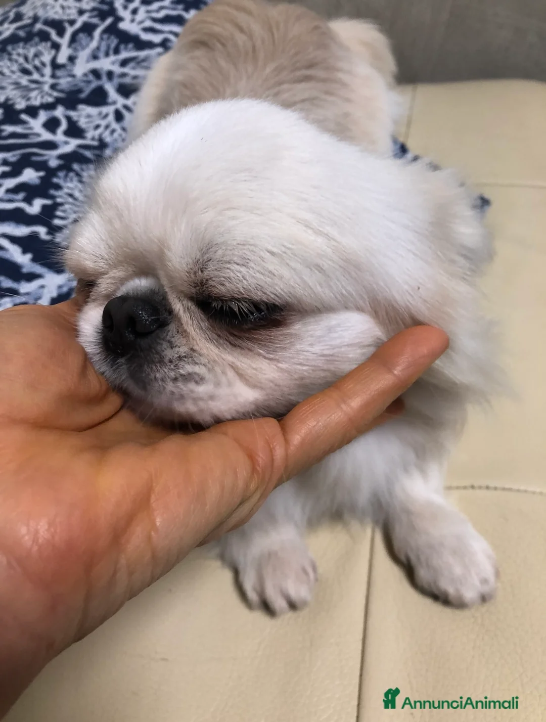 Chihuahua cani in vendita: Maschietto pelo lungo  - Annuncio 9