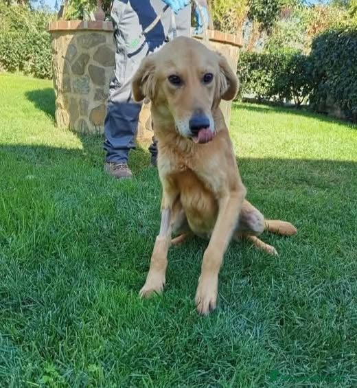 Golden Retriever cani Brown - Annuncio 16