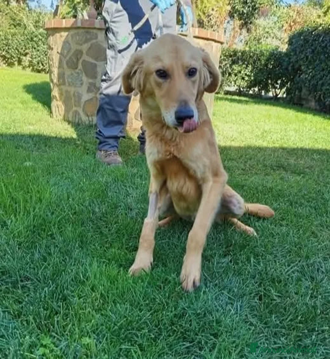 Golden Retriever cani in regalo: Brown - Annuncio 1