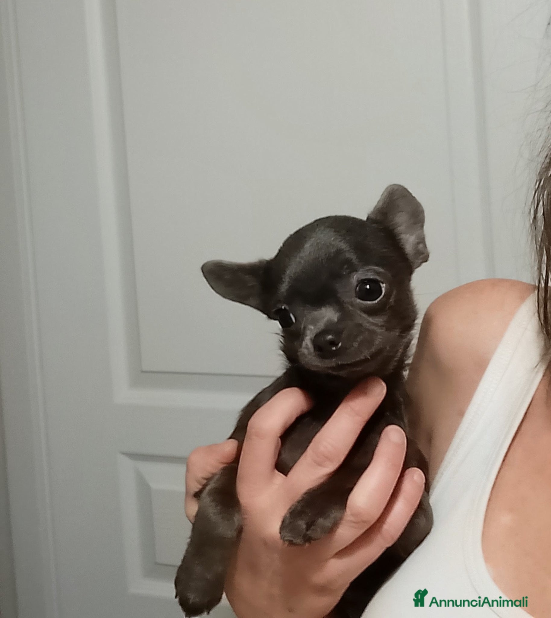 Chihuahua cani Chihuahua con pedigree ENCI  - Annuncio 3