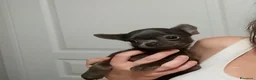 Chihuahua cani in vendita: Chihuahua con pedigree ENCI  - Annuncio 3