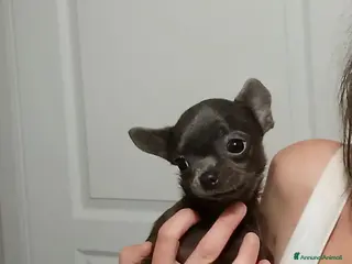 Chihuahua cani Chihuahua con pedigree ENCI - Annuncio 3