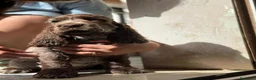 Cocker cani in vendita: Prenotazioni cuccioli di English Cocker Spaniel  a Provincia di Cosenza - Annuncio 18