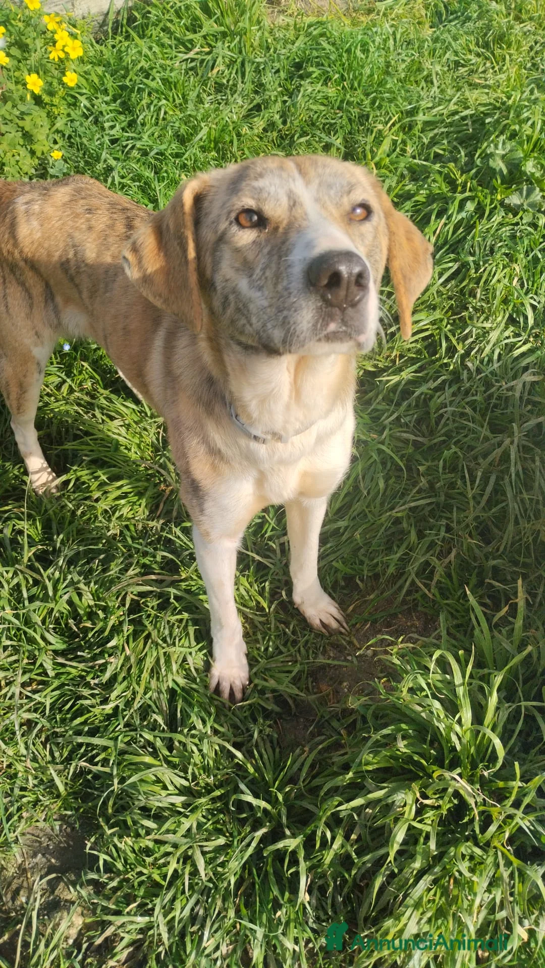 Meticcio cani in regalo: UNA MAMMA PER TERRY - Annuncio 2