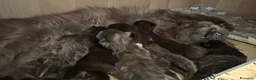 Maine Coon gatti in vendita: Cuccioli di maine coon  - Annuncio 3