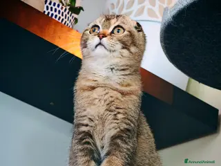 Scottish gatti Gattino Scottish Fold - Regalo di Natale - Annuncio 8