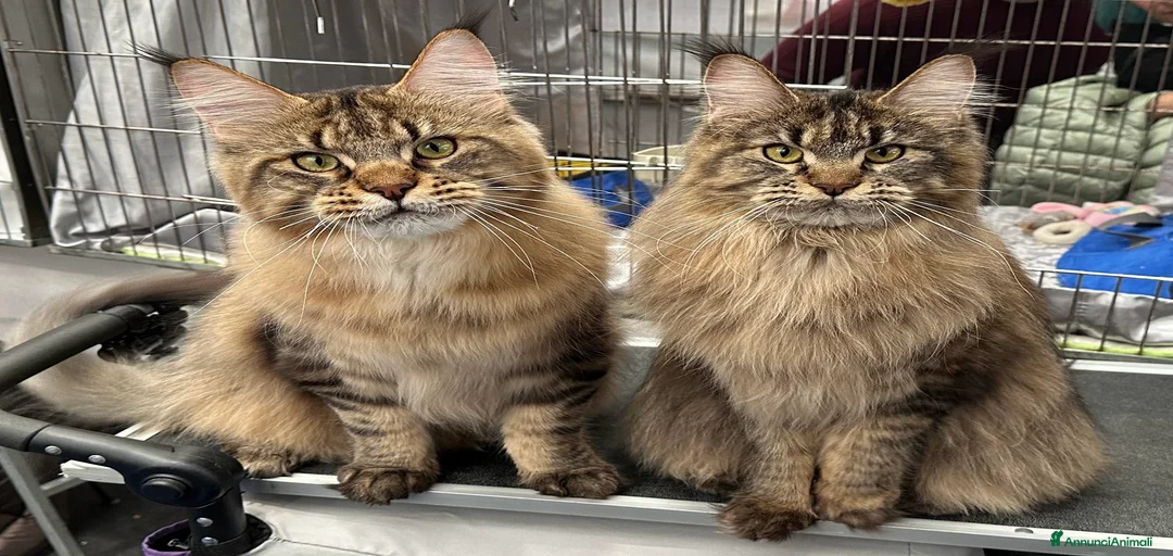 Immagine della galleria {{count}}