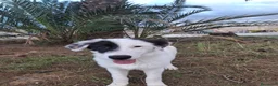 Meticcio cani in regalo: BRIE 🩷 MA DAVVERO NESSUNO MI VUOLE? 🥺 a Provincia di Modena - Annuncio 8