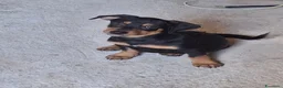 Meticcio cani in regalo: MIKY 💙 quegli occhioni dicono tutto 😍 a Provincia di Asti - Annuncio 3