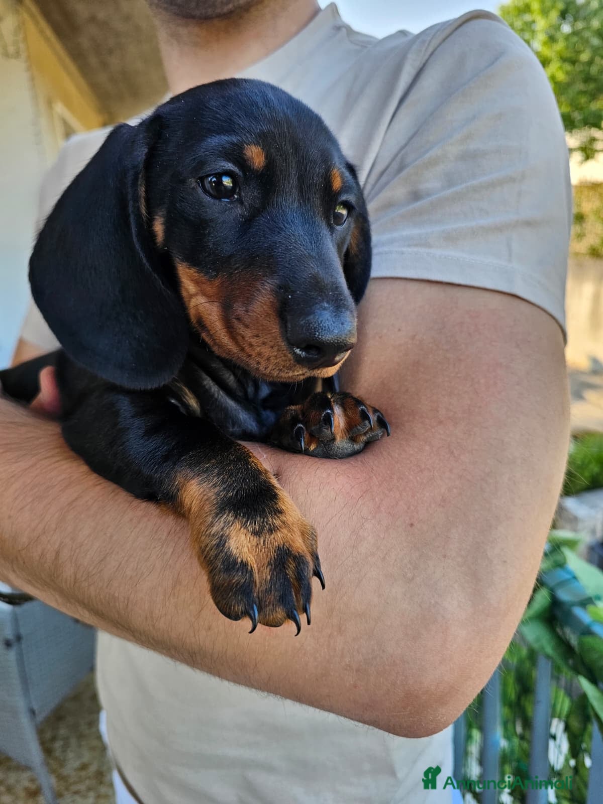 Bassotto cani in vendita: Bassotti nani - Annuncio 1