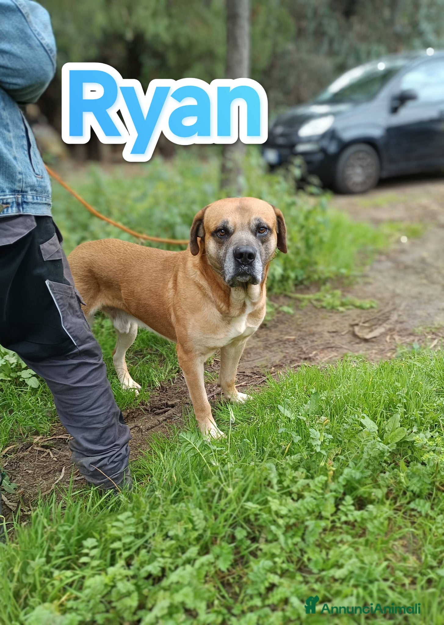Cane Corso cani Ryan cagnolone Corso in adozione - Annuncio 8