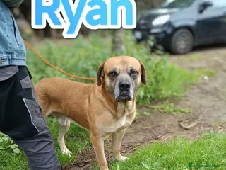 Cane Corso cani Ryan cagnolone Corso in adozione - Annuncio 6