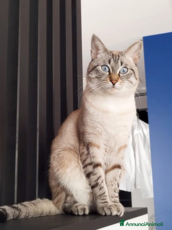 Siamese gatti a Provincia di Monza e della Brianza - Annuncio 8