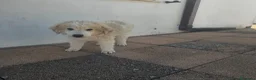 Meticcio cani in regalo: LILLO  - Annuncio 4