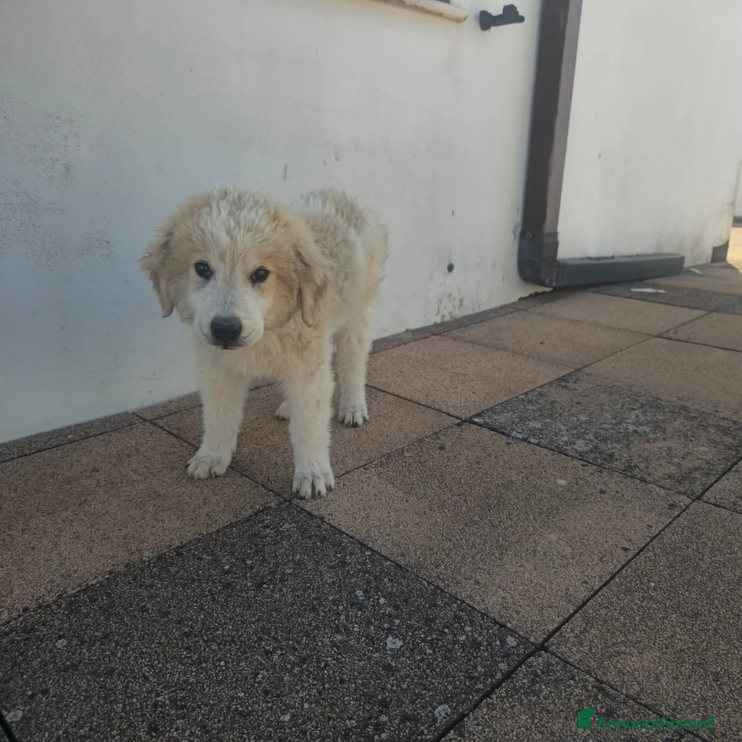 Meticcio cani in regalo: LILLO  - Annuncio 4
