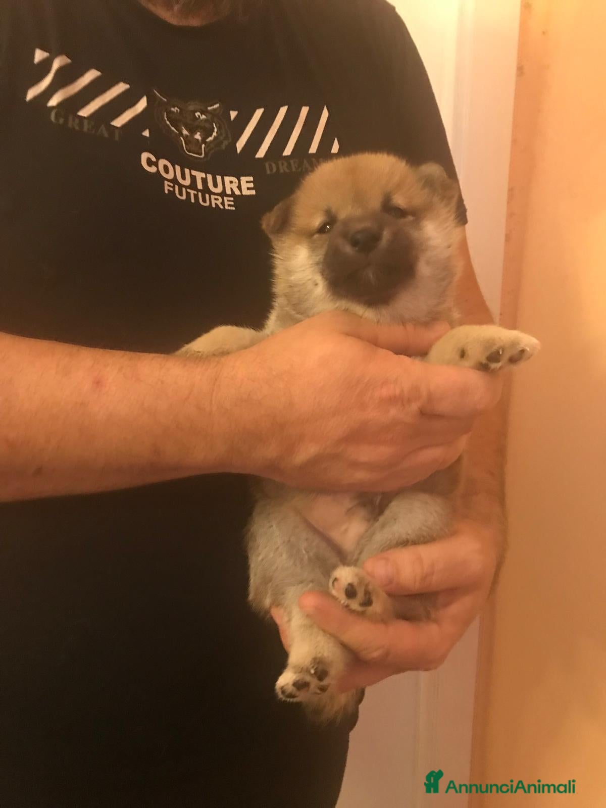 Shiba Inu cani in vendita: Cuccioli shiba Inu stupendi  a Provincia di Ancona - Annuncio 5