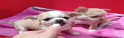 Chihuahua cani in vendita: Maschietti chihuahua pelo corto  - Annuncio 3