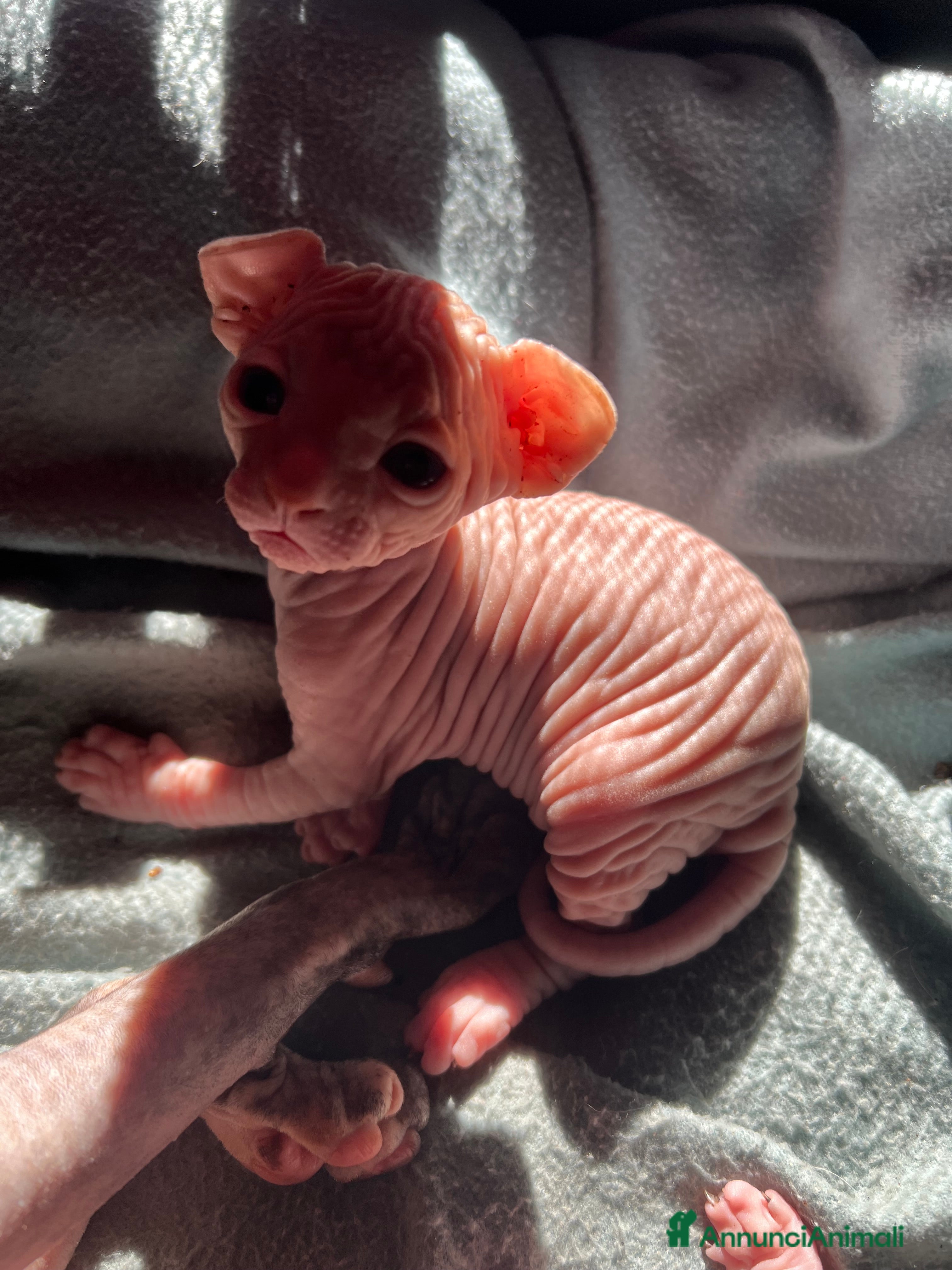 Sphynx gatti Sphynx  a Città metropolitana di Roma Capitale - Annuncio 2