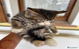 Maine Coon gatti in vendita: Cuccioli Maine Coon a Provincia di Brescia - Immagine 7