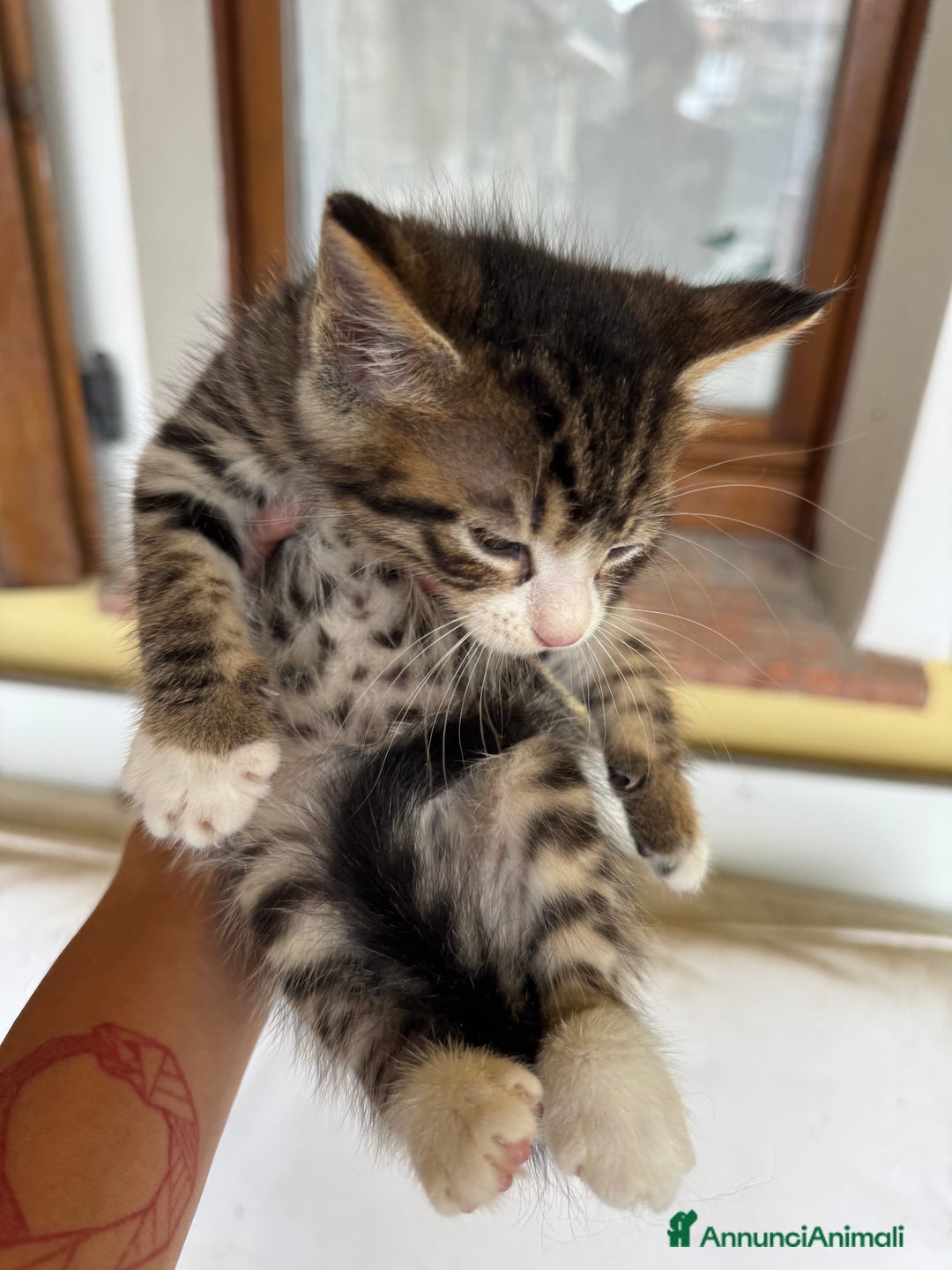 Maine Coon gatti in vendita: Cuccioli Maine Coon a Provincia di Brescia - Immagine 7