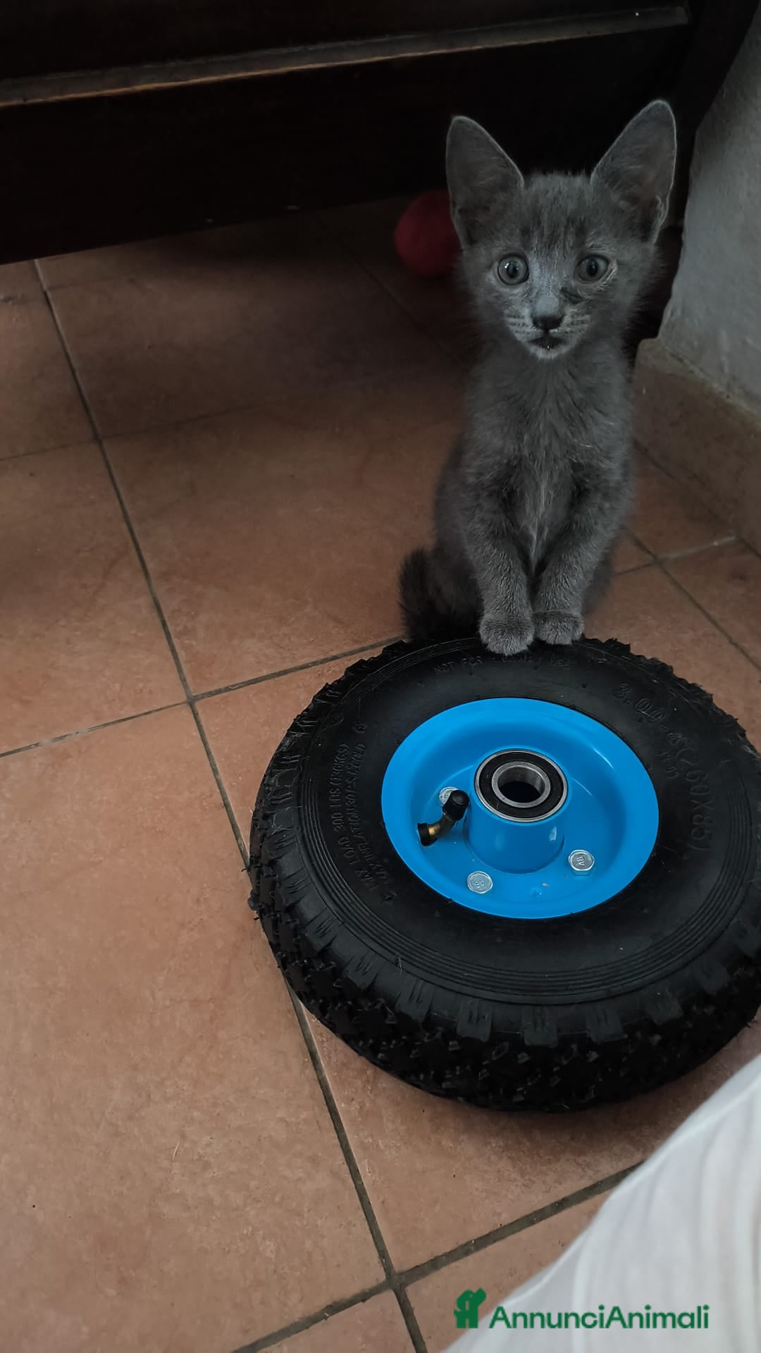 Certosino gatti Grigia meravigliosa - Annuncio 1