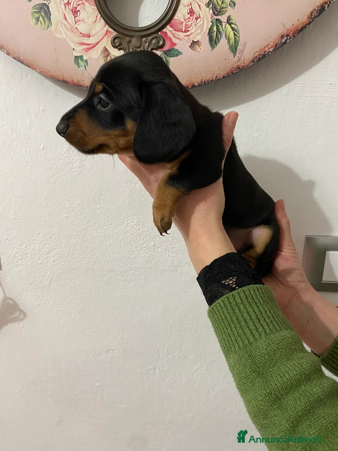 Bassotto cani in vendita: Bassotto nano tedesco - Annuncio 9