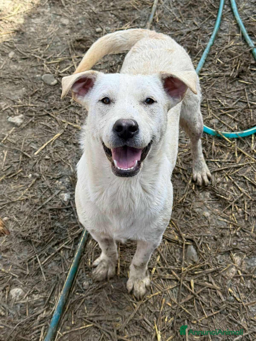 Meticcio cani in regalo: BLANCA & BLESS, mamma e figlia cercano amore. - Annuncio 9