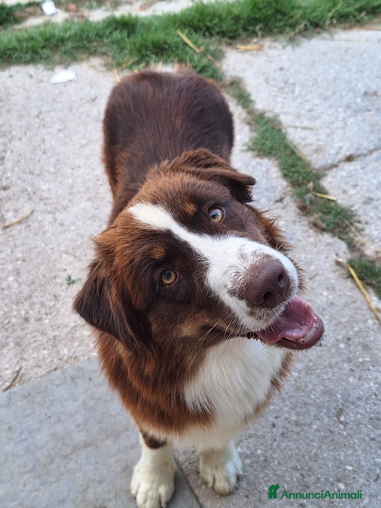 Australian Shepherd cani Femmina di pastore australiano  - Annuncio 7