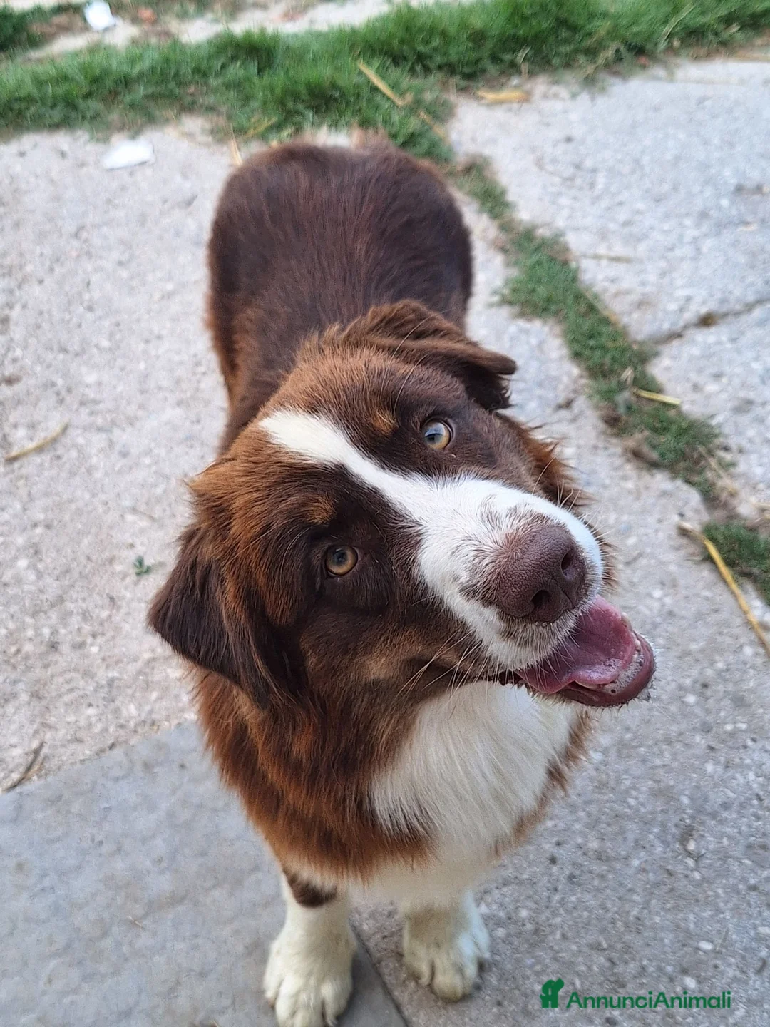 Australian Shepherd cani in vendita: Femmina di pastore australiano  - Annuncio 1