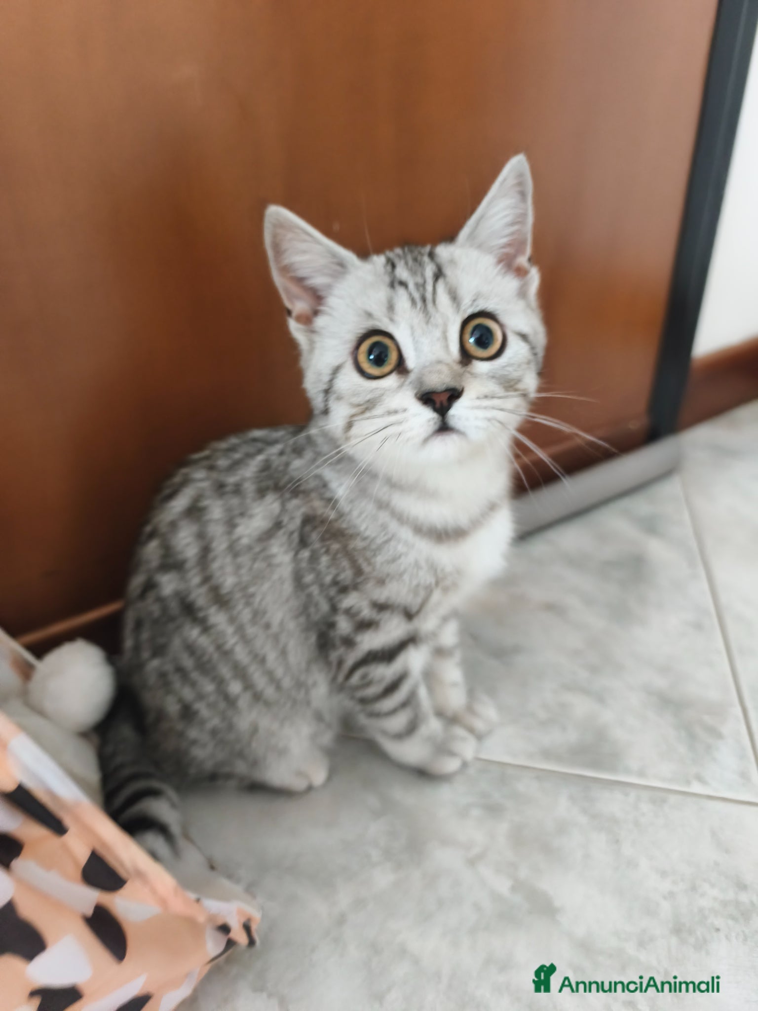 Scottish gatti Gatto scottish straight  - Annuncio 1