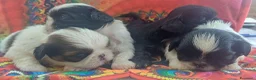 Shih Tzu cani in vendita: Cuccioli shih-tzu shitzu shihtzu con pedigree  - Annuncio 2