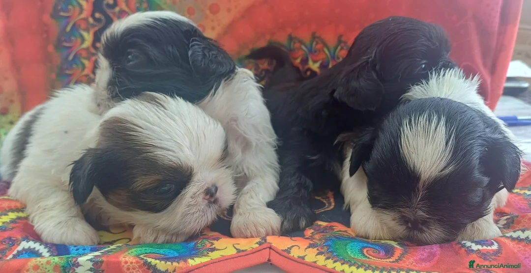 Shih Tzu cani in vendita: Cuccioli shih-tzu shitzu shihtzu con pedigree  - Annuncio 2