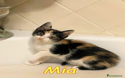 Europeo gatti in regalo: LIA E MIA DUE TENERE CUCCIOLINE a Città metropolitana di Roma Capitale - Immagine 2